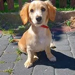 suka,  mix, beżowa, 3 miesiące,  brak chipa Miejsce znalezienia: ul. Poznańska Znaleziono dnia: 2025-06-30