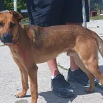 Znaleziono psa, Pieckowo, 1 lipca 2025