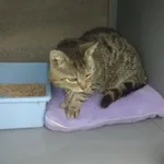 Znaleziono kota, Dębniak, 29 czerwca 2025