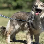 Imię:  Stefanek Chip: 616093903060405 Płeć : Samiec Wiek:  styczeń 2020 Wielkość:  mała Kastracja/sterylizacja:  Tak Inne Psy:  Akceptuje towarzystwo suczek i psów, Dzieci:  W wieku szkolnym.  Charakt