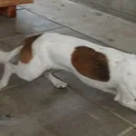 SUCZKA Z INTERWENCJI 03.072025