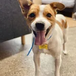 Znaleziono psa, Szczecin, 1 lipca 2025