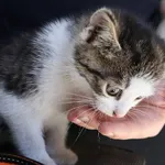 Znaleziono kota, Łódź, 3 lipca 2025