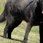 Imię:  Frank Chip: 616093902546278 Płeć : Samiec Wiek:  styczeń 2016 Wielkość:  mała Kastracja/sterylizacja:  Tak Inne Psy:  Akceptuje towarzystwo suczek i psów, Dzieci:  W wieku szkolnym.  Charakter: