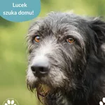 Pies do adopcji, Dąbrówka, 1 lipca 2025