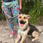 Magnus - młodziutki, kochany oczarkowaty dzieciak