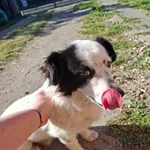 Znaleziono psa, Kajew, 3 lipca 2025