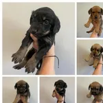 Znaleziono psa, Lublin, 2 lipca 2025