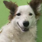 Pies do adopcji, Bełchatów, 29 lutego 2024