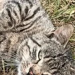 Znaleziono kota, Justynów, 4 lipca 2025