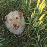 Zaginął pies, Barbarka, 4 lipca 2025