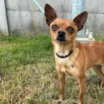 Pies do adopcji, Henrykowo, 24 maja 2025