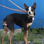 Znaleziono psa, Łódź, 3 lipca 2025