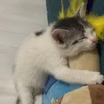 Mały kotek. Biały z czarnymi plamami