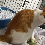 Kocurek poz. 25/358/K