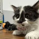 Kocurek poz. 25/363/K