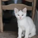 Kot do adopcji, Dłużyna Górna, 4 lipca 2025