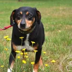 Pies do adopcji, Chełmek, 18 listopada 2024