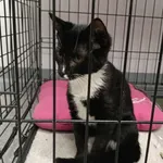 Kocurek poz. 25/355/K