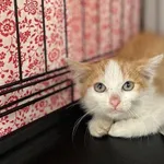 Kocurek poz. 25/360/K