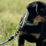 Imię:  Ania Chip: 616093903064731 Płeć : Samica Wiek:  kwiecień 2025 Wielkość:  szczeniak Kastracja/sterylizacja:  Tak Inne Psy:  Akceptuje towarzystwo suczek i psów, Dzieci:  W wieku szkolnym.  Chara