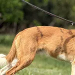 Imię:  Charcik Chip: 616093903024985 Płeć : Samiec Wiek:  wrzesień 2024 Wielkość:  średni Kastracja/sterylizacja:  Tak Inne Psy:  Akceptuje towarzystwo suczek i psów, Dzieci:  W wieku szkolnym.  Chara