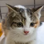 Kot do adopcji, Sopot, 5 lipca 2025