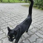 Znaleziono kota, Łódź, 5 lipca 2025