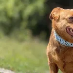 Imię:  Berta Chip: 616093903024523 Płeć : Samica Wiek:  styczeń 2022 Wielkość:  mała Kastracja/sterylizacja:  Tak Inne Psy:  Akceptuje towarzystwo suczek i psów, Dzieci:  W wieku szkolnym.  Charakter: