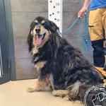 Znaleziono psa, Chełmek, 5 lipca 2025