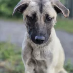 Bianko - domowy psiak zamknięty w piwnicy, pomocy! 