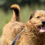 Imię:  Bercik Chip: 616093903060477 Płeć : Samiec Wiek:  styczeń 2021 Wielkość:  mała Kastracja/sterylizacja:  Tak Inne Psy:  Akceptuje towarzystwo suczek i psów, Dzieci:  W wieku szkolnym.  Charakter