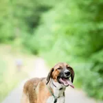 Znaleziono psa, Sosnowiec, 4 lipca 2025