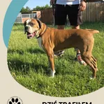 Znaleziono psa, Dąbrówka, 2 lipca 2025