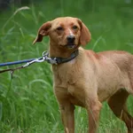 Znaleziono psa, Toruń, 13 czerwca 2025