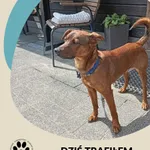 Znaleziono psa, Dąbrówka, 4 lipca 2025