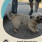 Znaleziono psa, Dąbrówka, 2 lipca 2025