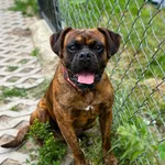 Pies do adopcji, Korabiewice, 5 lipca 2025