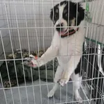 Znaleziono psa, Sosnowiec, 4 lipca 2025