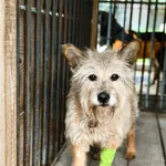 Pies do adopcji, Korabiewice, 5 lipca 2025