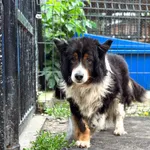 Pies do adopcji, Korabiewice, 5 lipca 2025