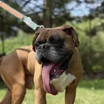 Pies do adopcji, Kraków, 21 czerwca 2025