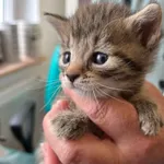 Znaleziono kota, Dobra, 5 lipca 2025