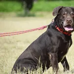 Znaleziono psa, Toruń, 6 czerwca 2025