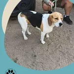 Znaleziono psa, Dąbrówka, 3 lipca 2025