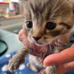 Znaleziono kota, Dobra, 4 lipca 2025