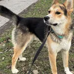 Znaleziono psa, Lublin, 5 lipca 2025