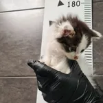 Przyjęty: 2025-07-07 Gmina: Kalwaria Zebrzydowska Płeć: Kocur Opis: europejska, buro-białe