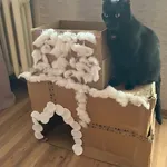 Zaginął kot, Łódź, 6 lipca 2025