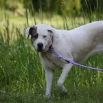 Znaleziono psa, Toruń, 4 czerwca 2025